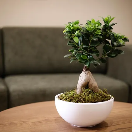 Cloud 5 Blloku 4* Tirana